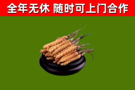 白银回收散虫草